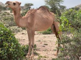 Report on the support given by M Womersleys to Jabir Mohamed at Berbera Museum, Berbera, Somaliland, over two weeks from the end of October 2024